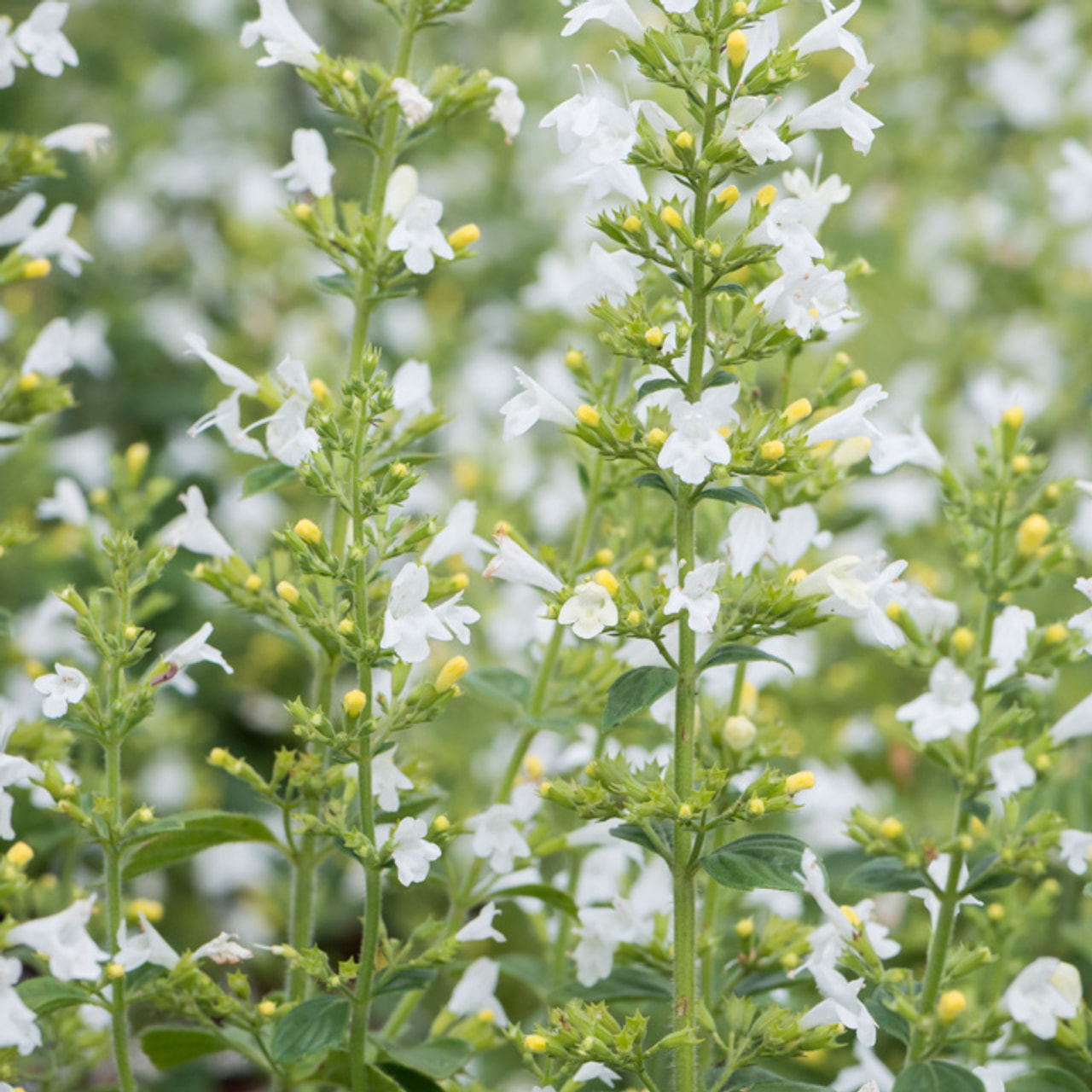 Kivikkynteli Marvelette White, Loukykvět