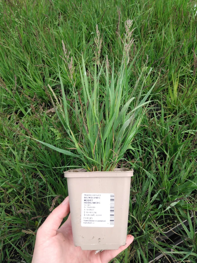 Siniheinä Heidezwerg - 2024