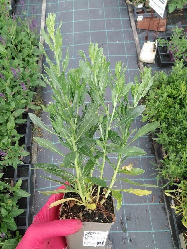 Kesäkynttilä Cool Breeze - 29. 7. 2025