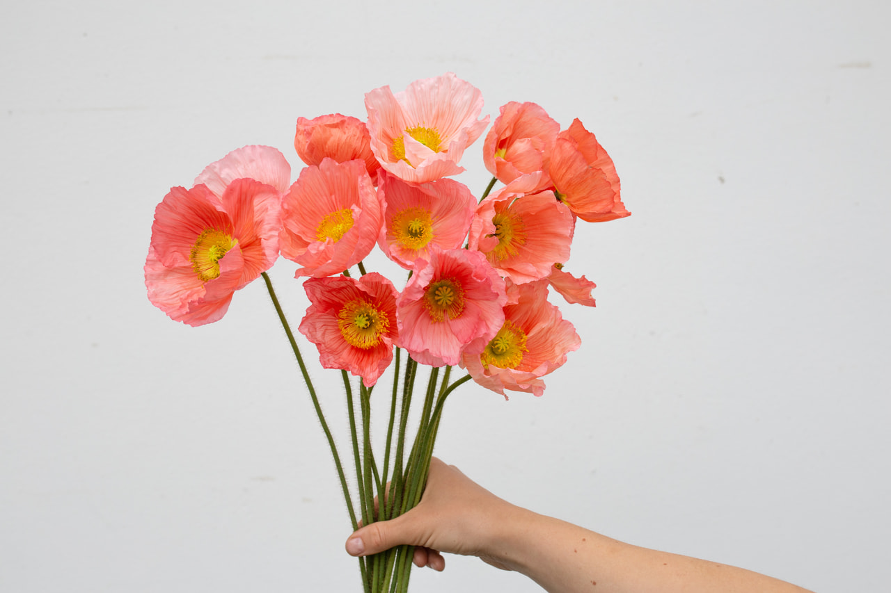 Valmue Colibri Rosa Intenso Salmonato, Loukykvět