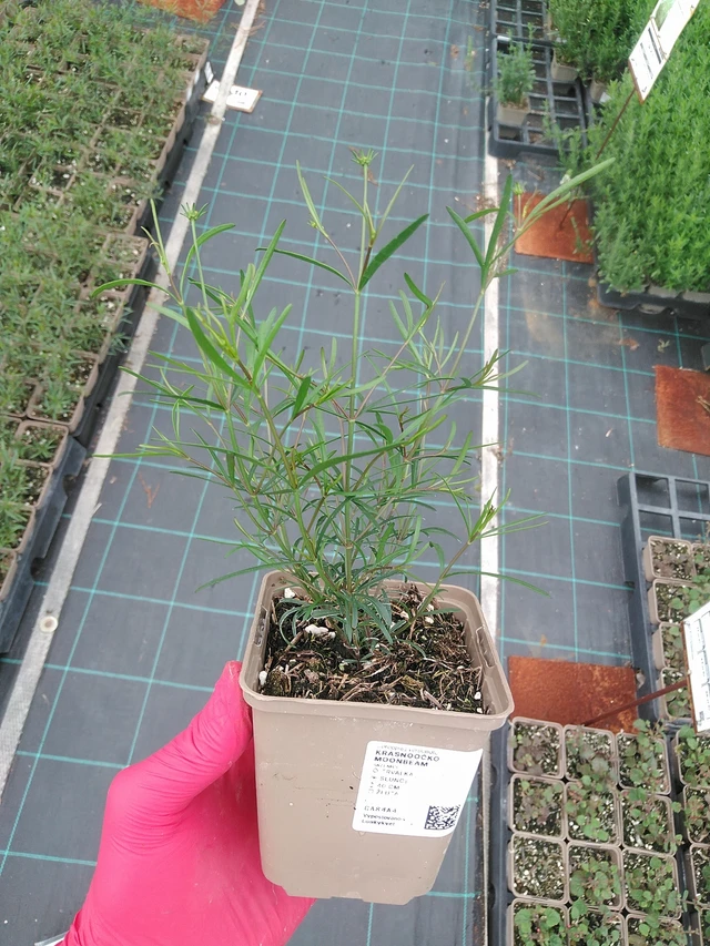 Coreopsis Moonbeam - 7. 7. 2025