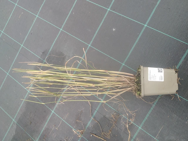 Lännenhirssi - 10. 10. 2025