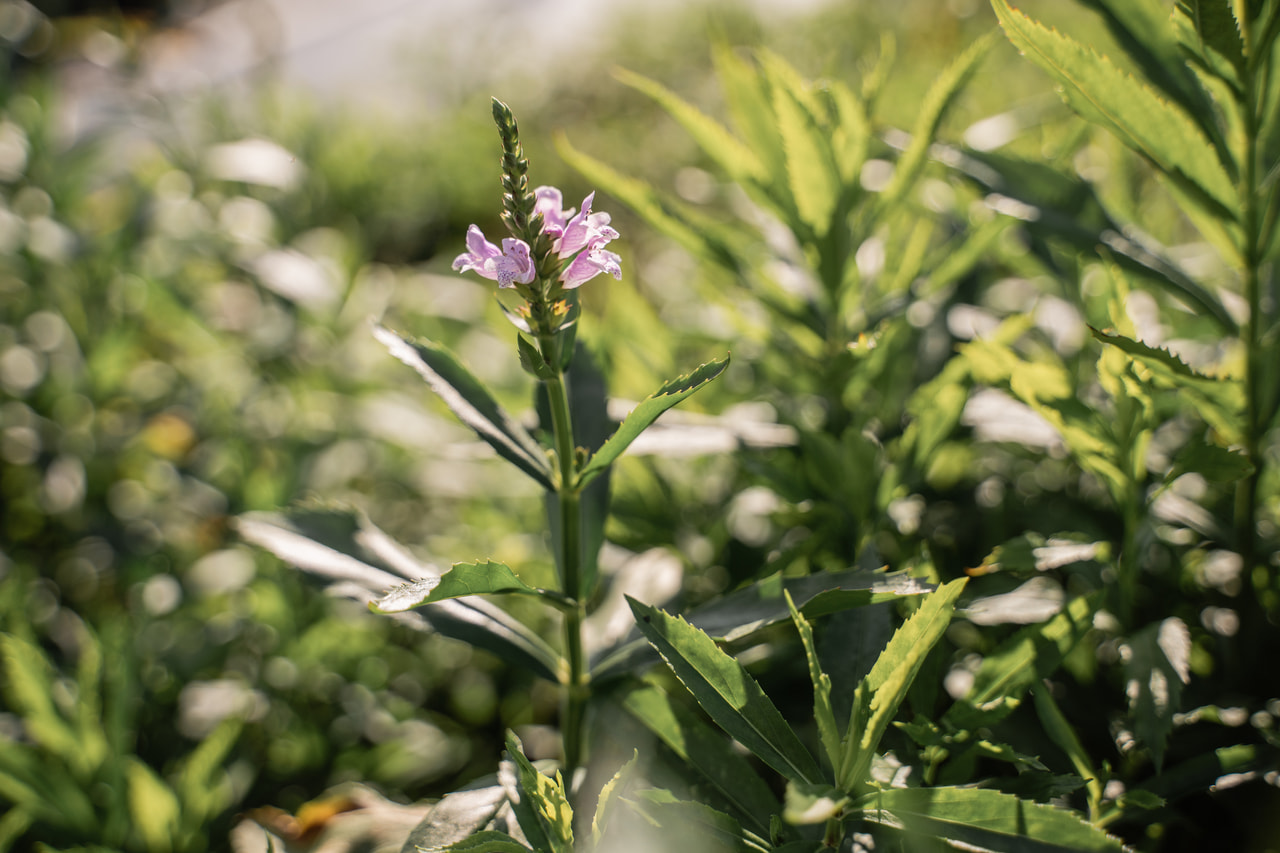Kellopeippi Bouquet Rose, Loukykvět