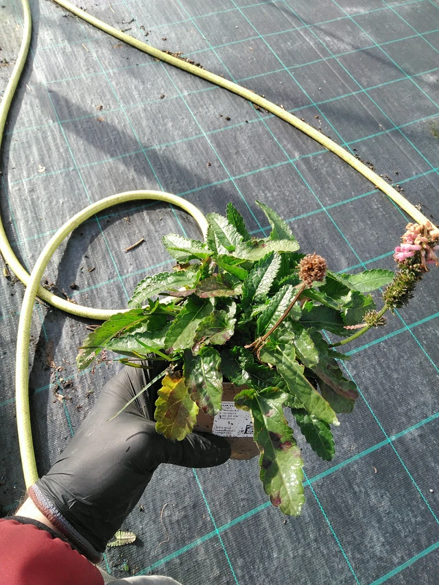 Betónica Saharan Pink - 31. 10. 2025