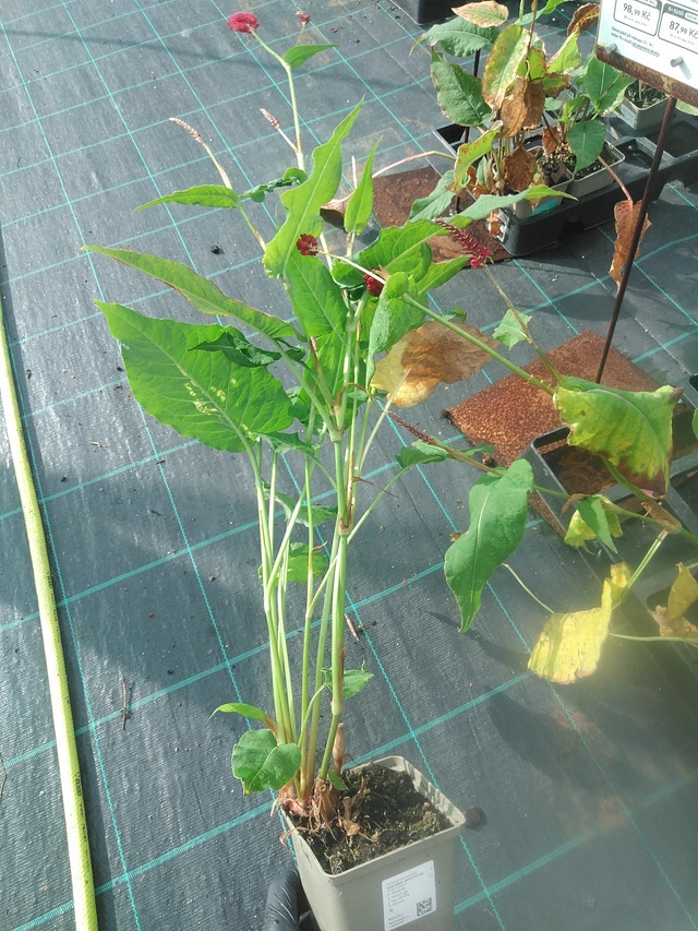 Konnantatar Speciosa - 13. 10. 2025