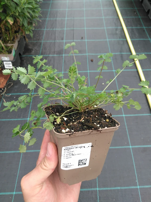 Pikkuluppio - 21. 7. 2025