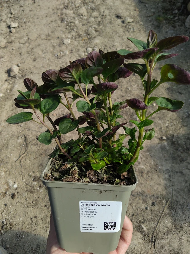 Citronová máta  - 27. 3. 2026