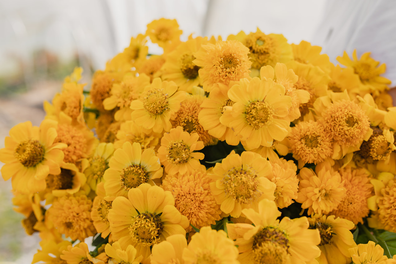 Pruudisõlg Zinderella Yellow, Loukykvět