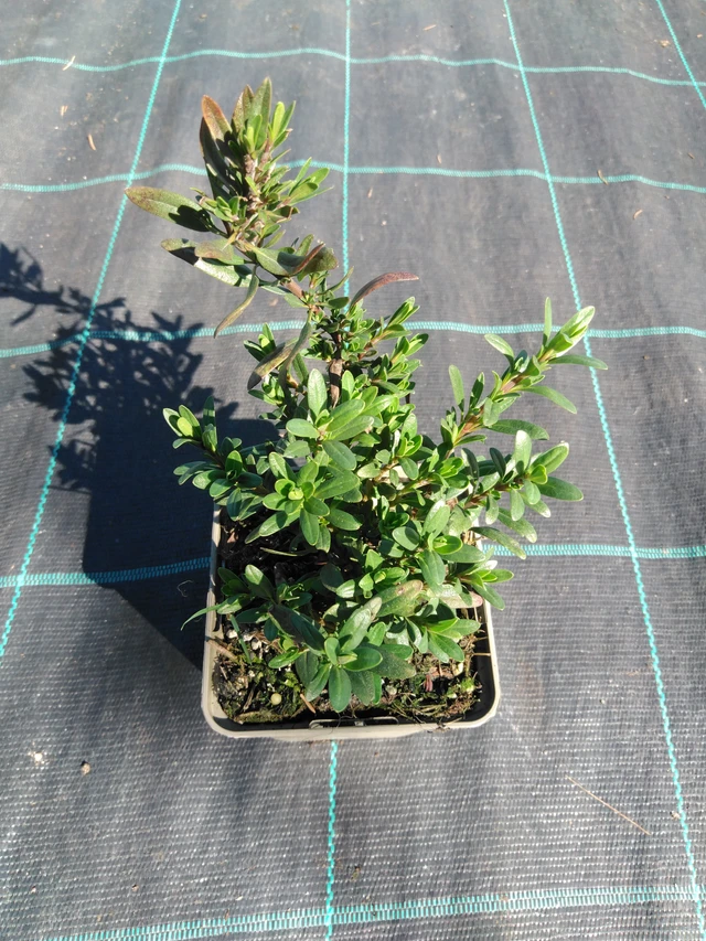 Hisopo Roseus - 3. 4. 2025