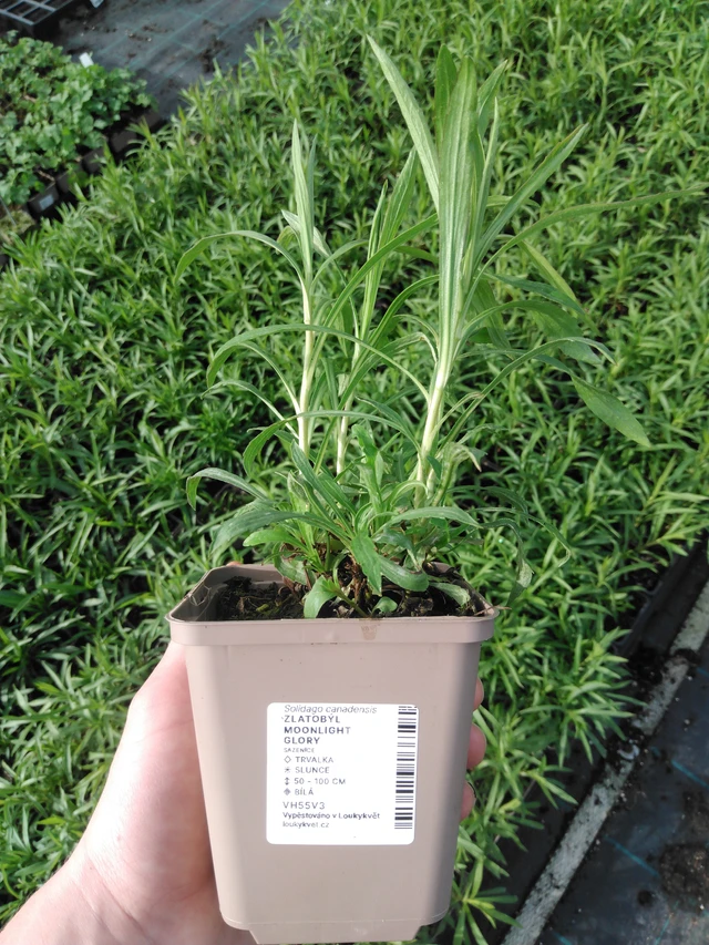 Piisku Moonlight Glory - 2024