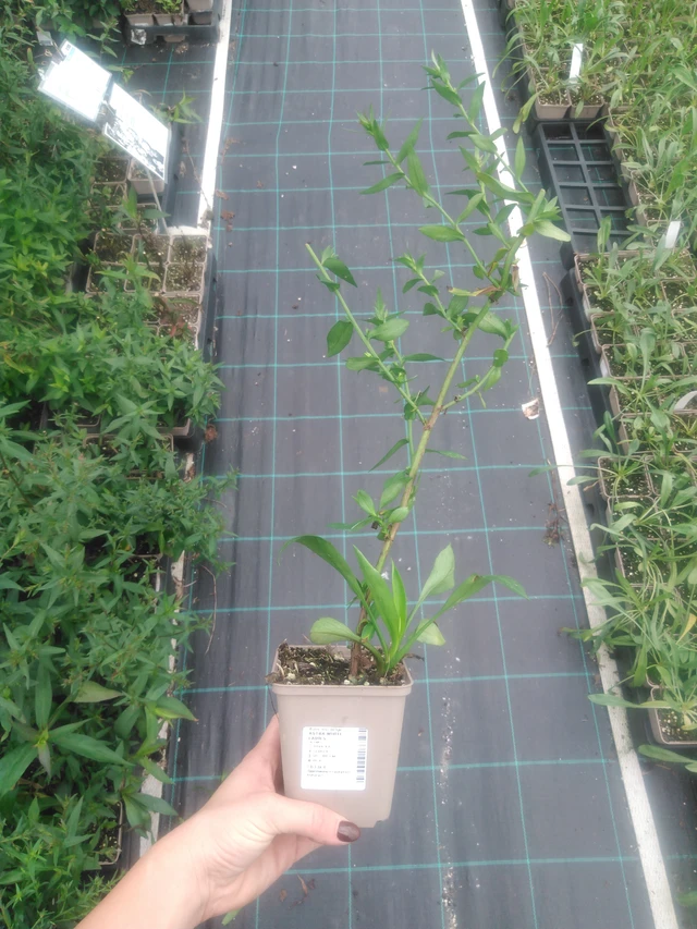 Syysasteri White Ladies - 2024