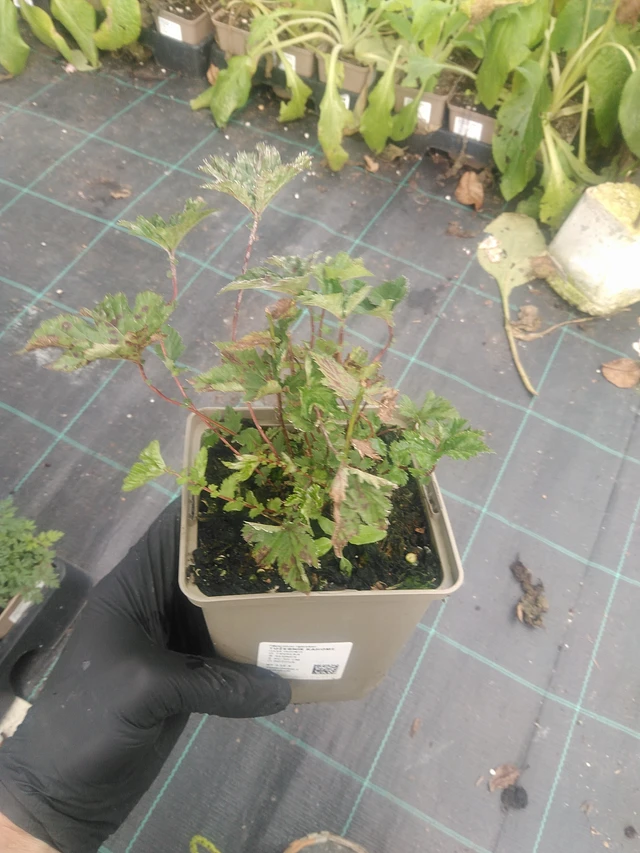 Filipendula Kahome - 10. 9. 2025