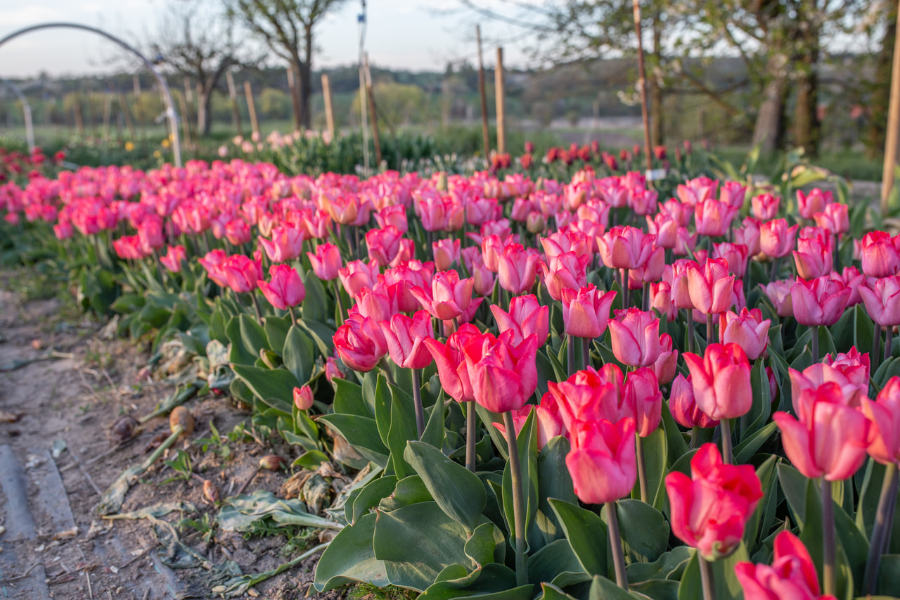 Tulppaani Lydia, Loukykvět