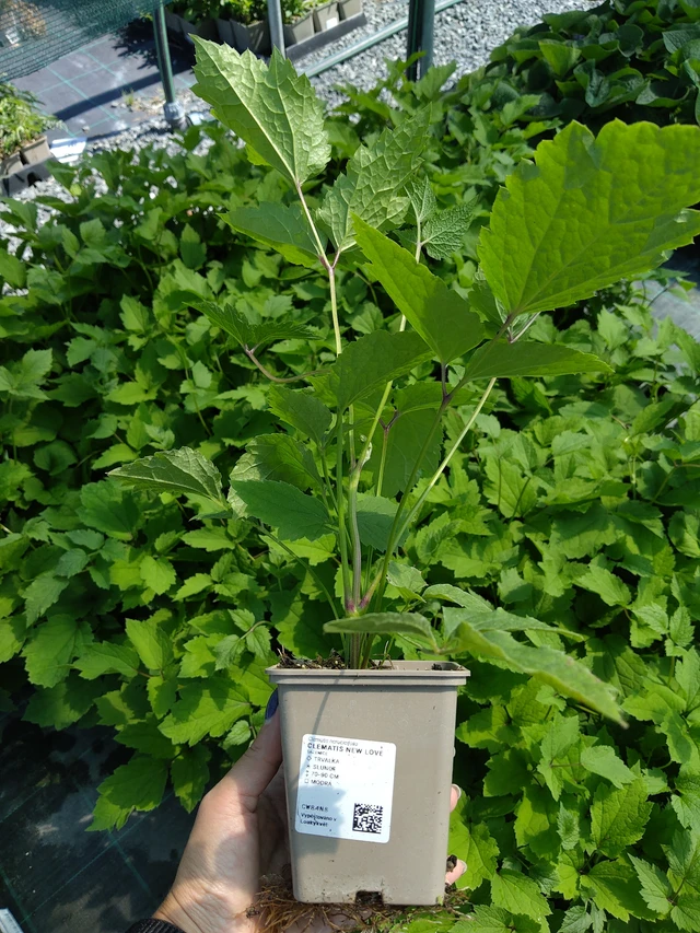 Clematis New Love - 11. 8. 2026