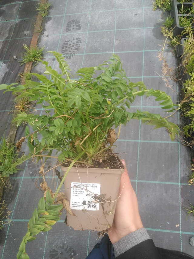 Sinilatva White Pearl - 10. 10. 2025