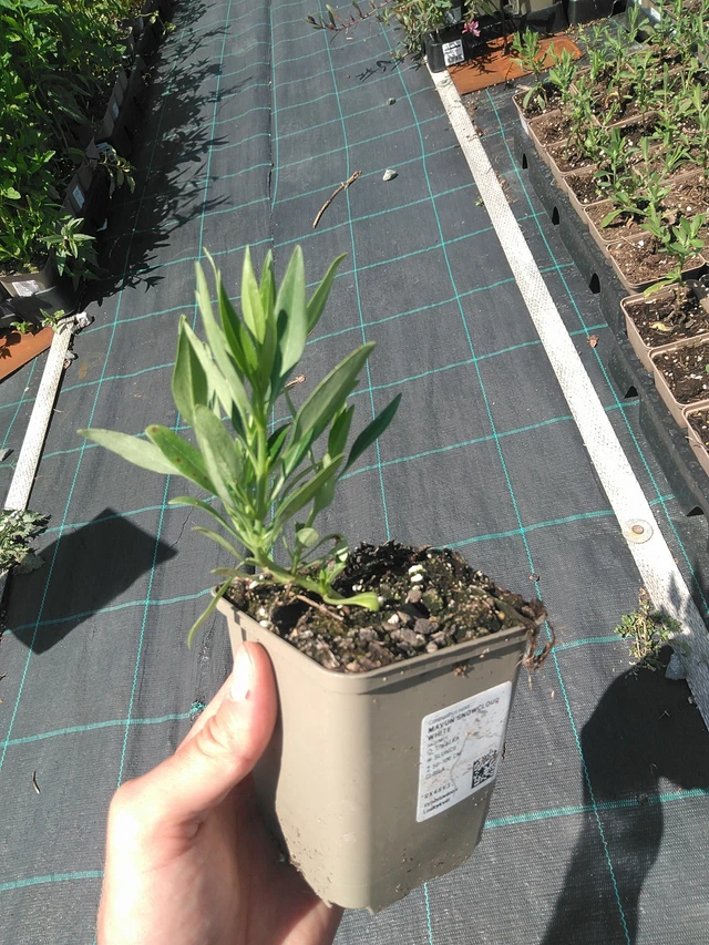 Komeapunikki Snowcloud White - 24. 6. 2025