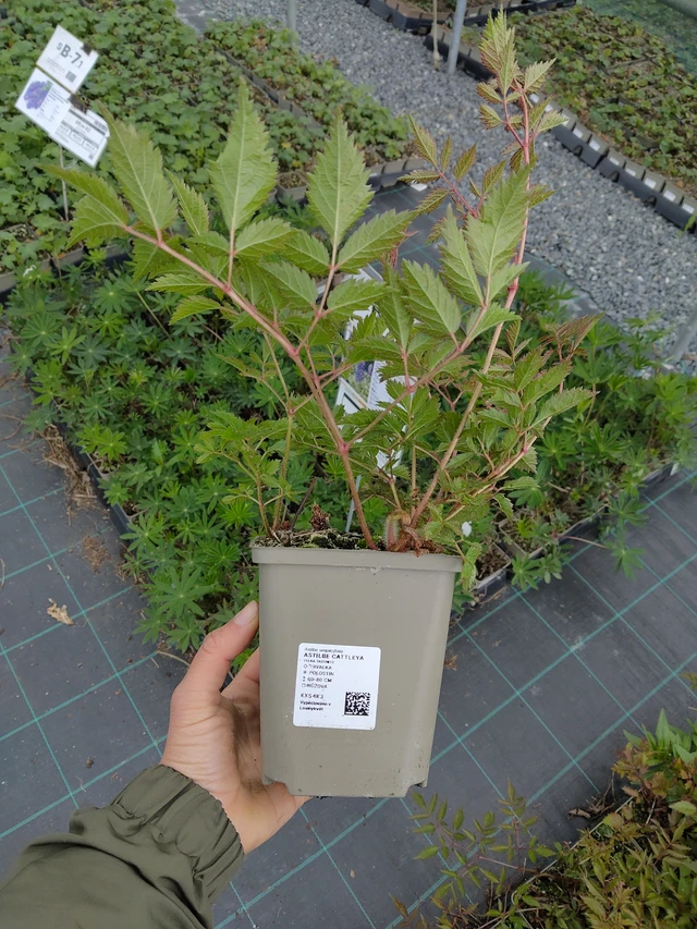Astilbe Cattleya - 13. 5. 2026
