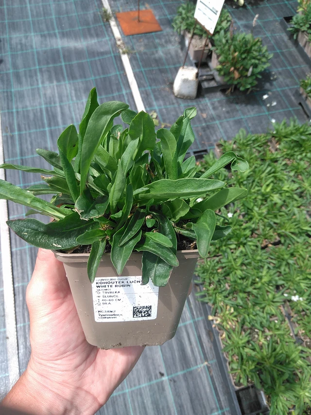 Flor de cuclillo White Robin - 24. 6. 2025