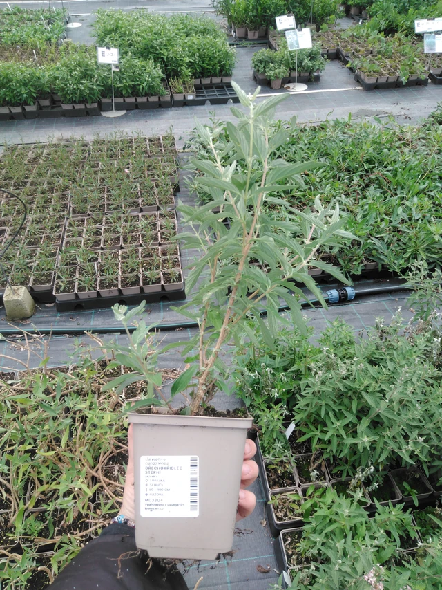 Siniparta Stephi - 2024