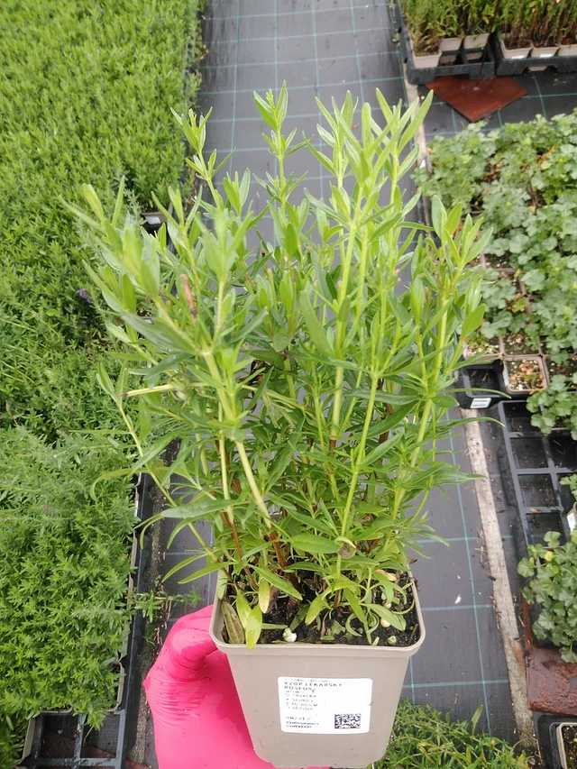 Hisopo Roseus - 8. 7. 2025