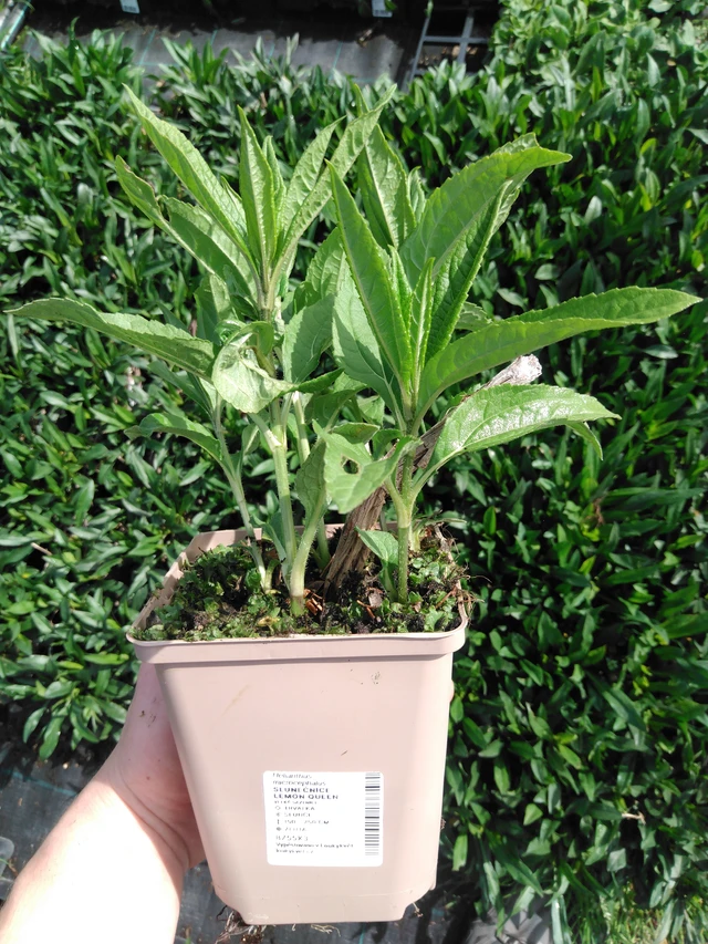 Auringonkukka Lemon Queen - 2024