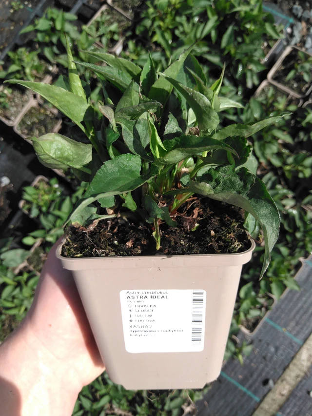 Kiinanasteri Ideal - 2024