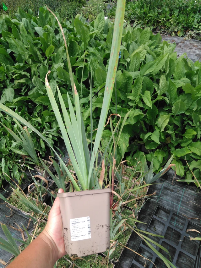 Tarhakurjenmiekka Margaret Viola White - 2024