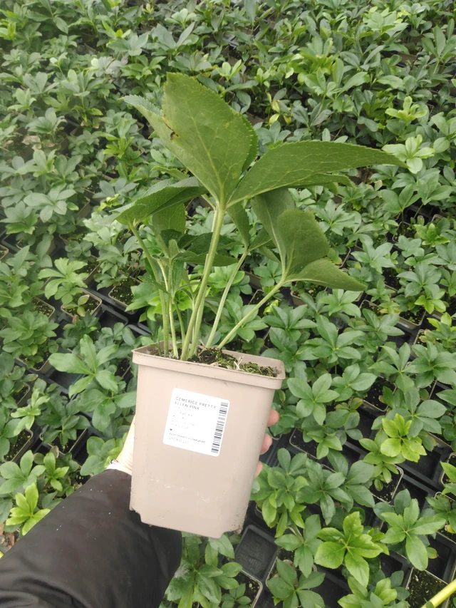 Jouluruusu Pretty Ellen Pink - 2024