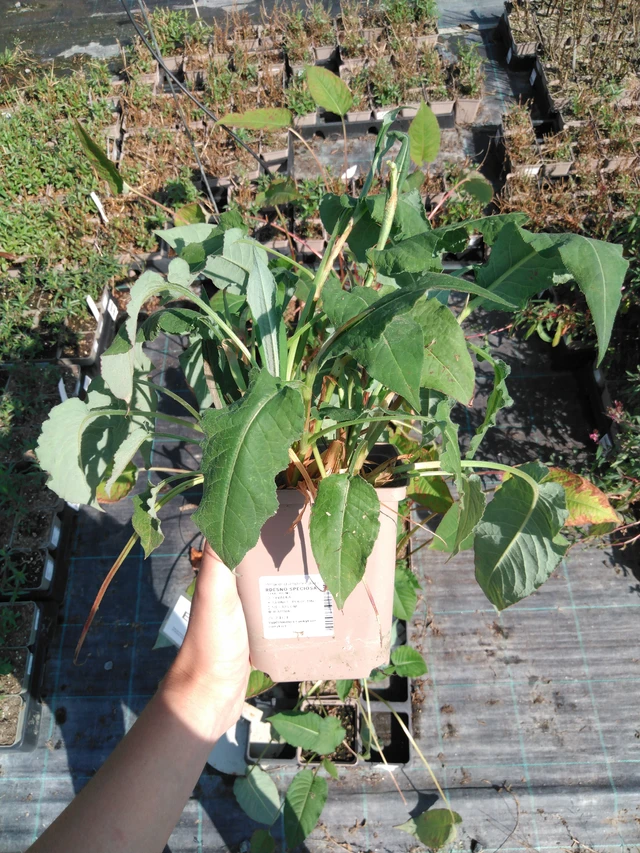 Konnantatar Speciosa - 2024