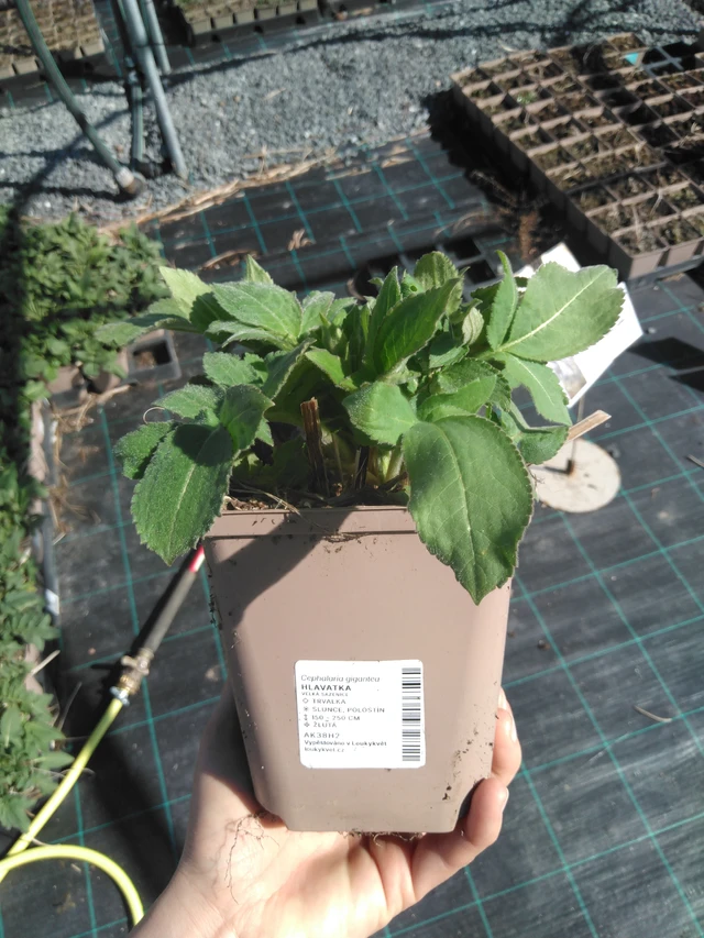 Kirahvinkukka - 3. 4. 2025