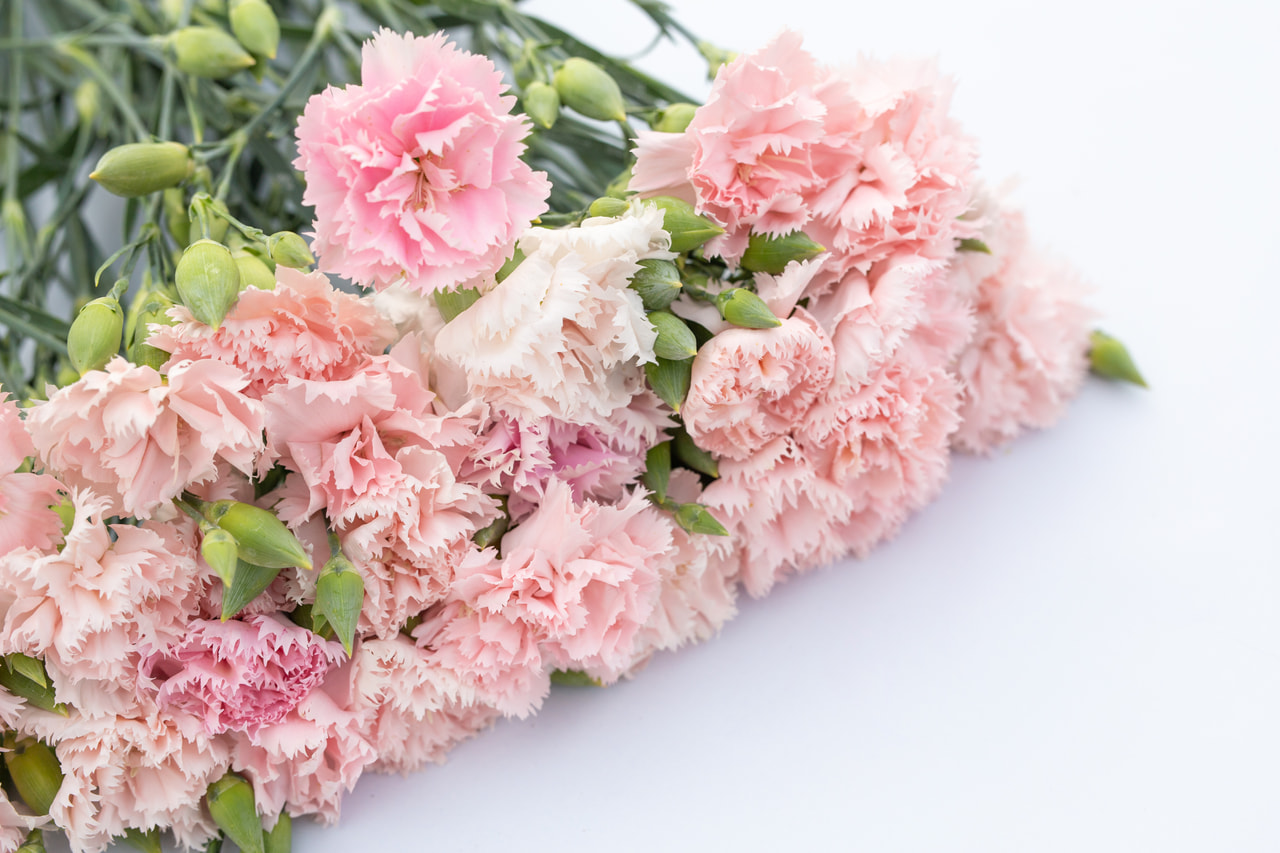 Tarhaneilikka Chabaud La France, Loukykvět