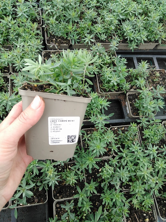 Purppurakannusruoho Canon Went - 9. 6. 2025