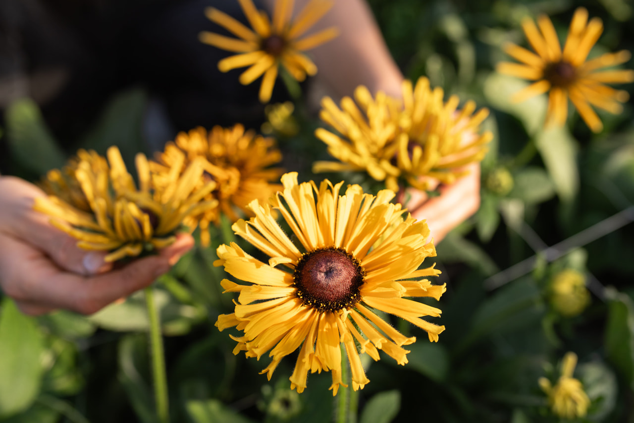 Rudbeckia Chim Chiminee, Loukykvět
