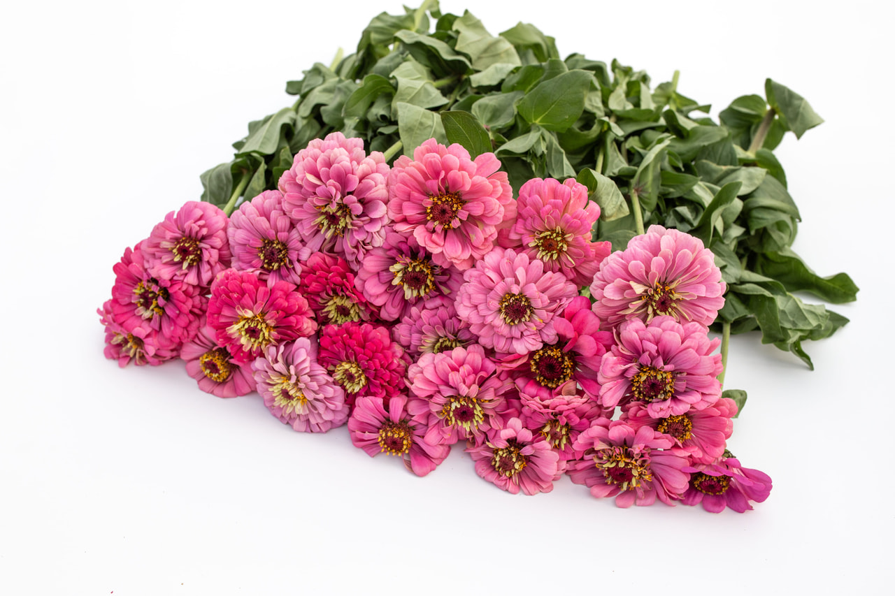 Tsinnia Super Yoga Rose, Loukykvět