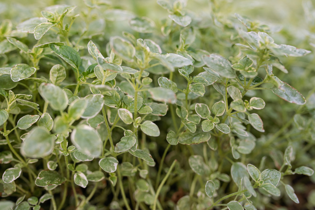 Oregano Aureum Variegata, Loukykvět