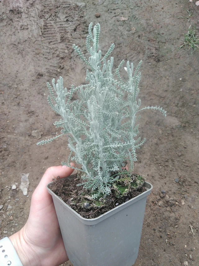 Hopeasantoliina - 17. 7. 2025