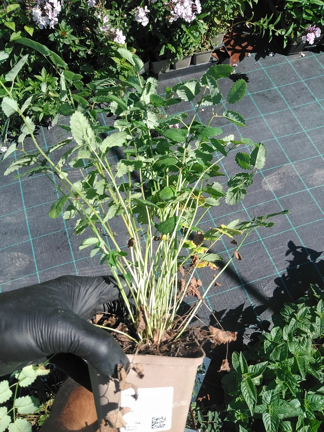 Luppio - 19. 8. 2025