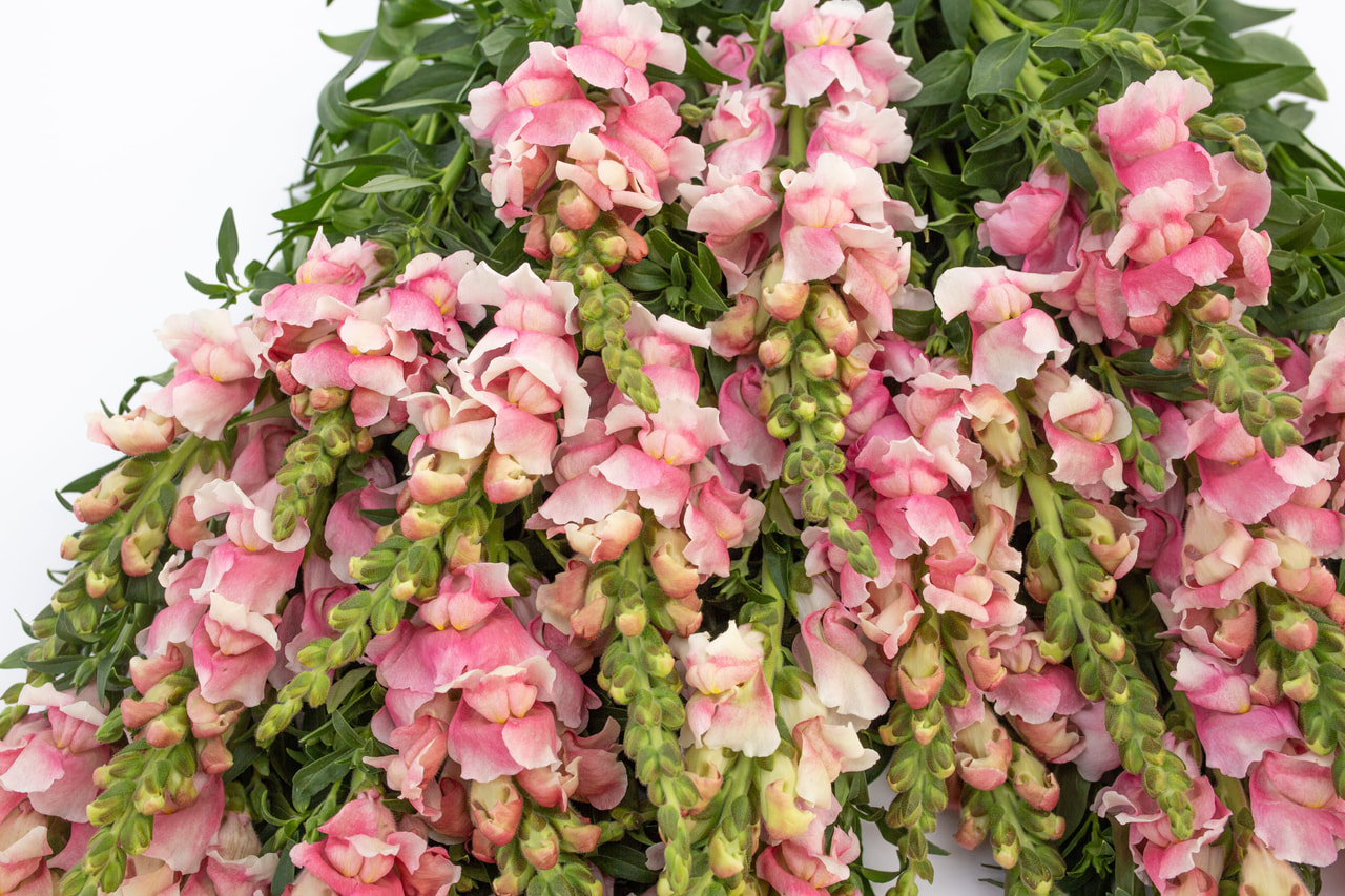 Leijonankita Bridal Pink, Loukykvět