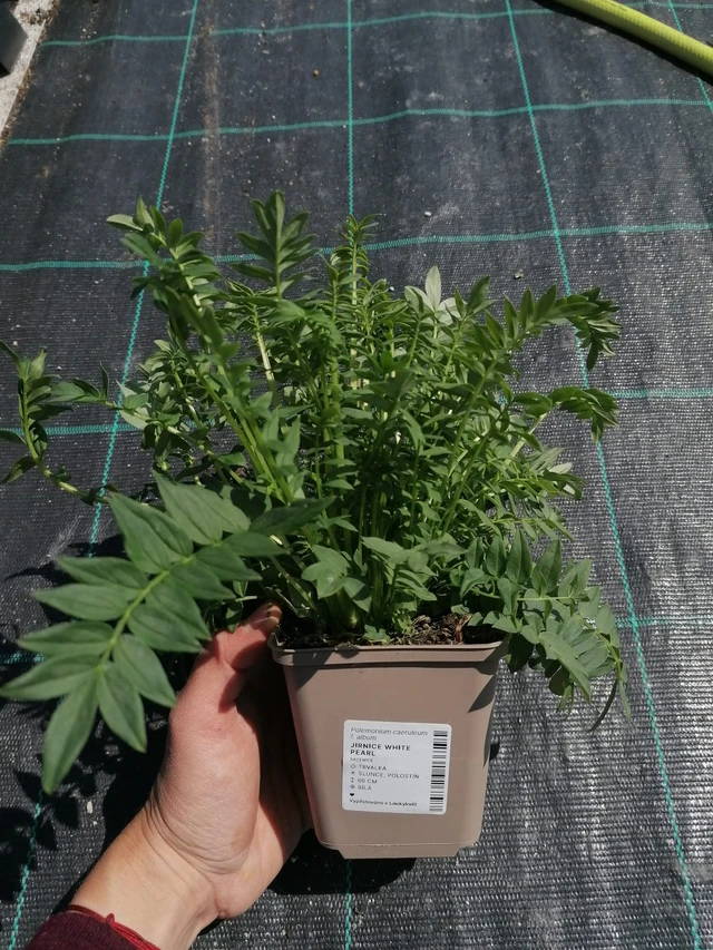 Sinilatva White Pearl - 2024