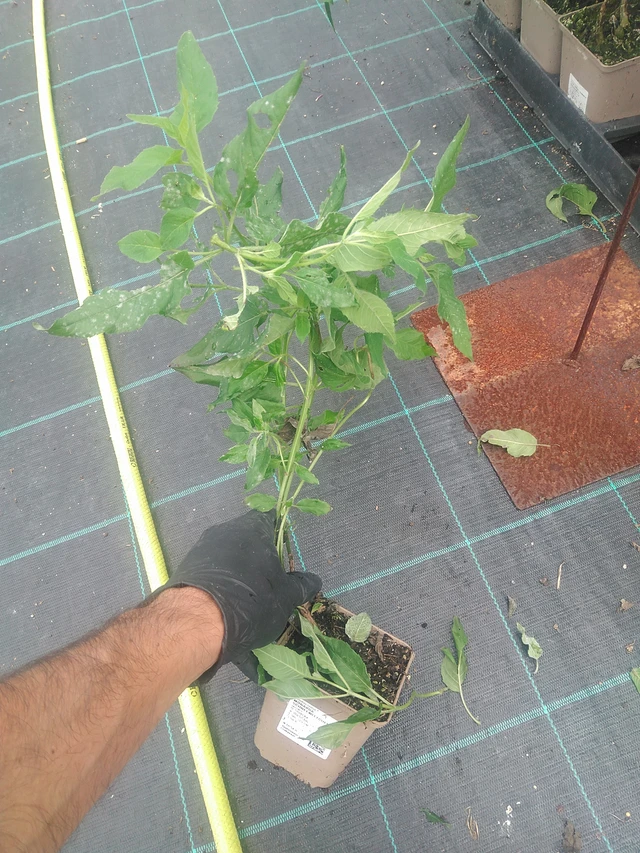 Väriminttu Schneewittchen - 10. 9. 2025