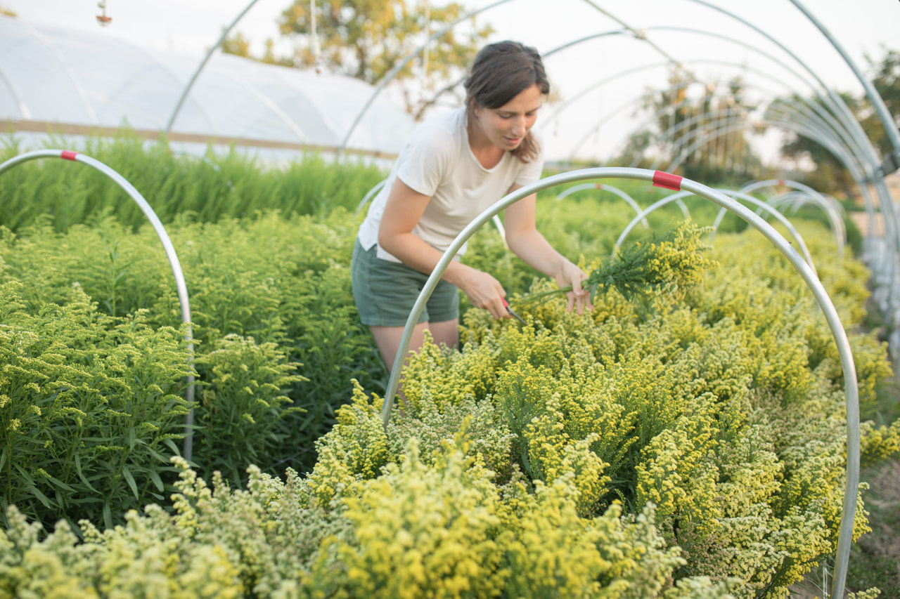 Vara de oro Solar Glory, Loukykvět
