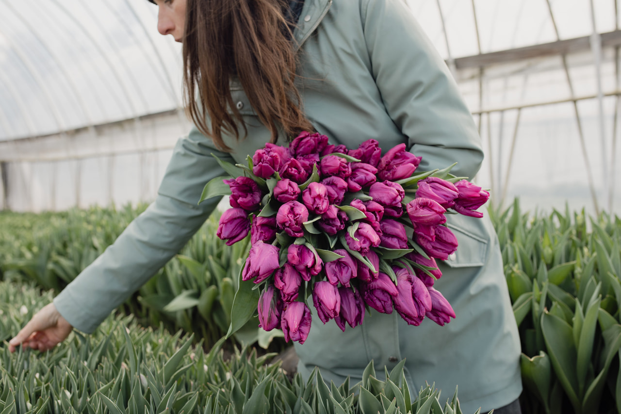 Tulppaani Parrot Prince, Loukykvět