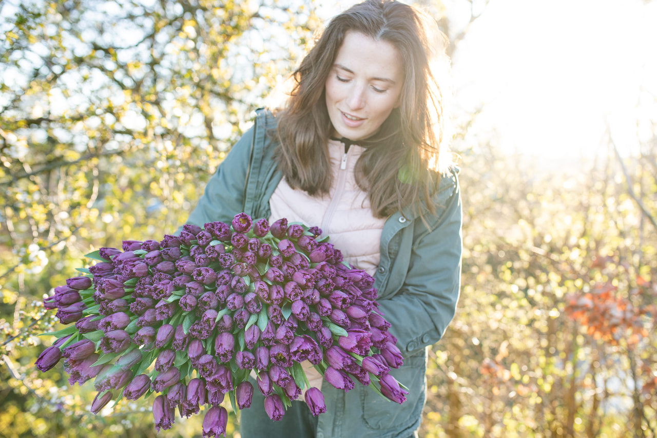 Tulppaani San Luiz, Loukykvět