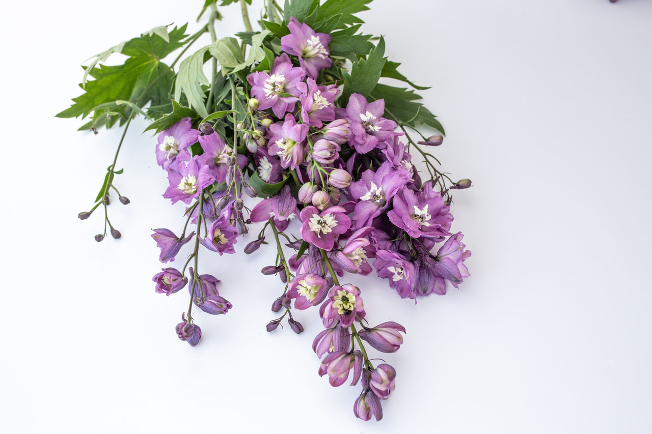 Delphinium Magic Fountains Mix, Loukykvět