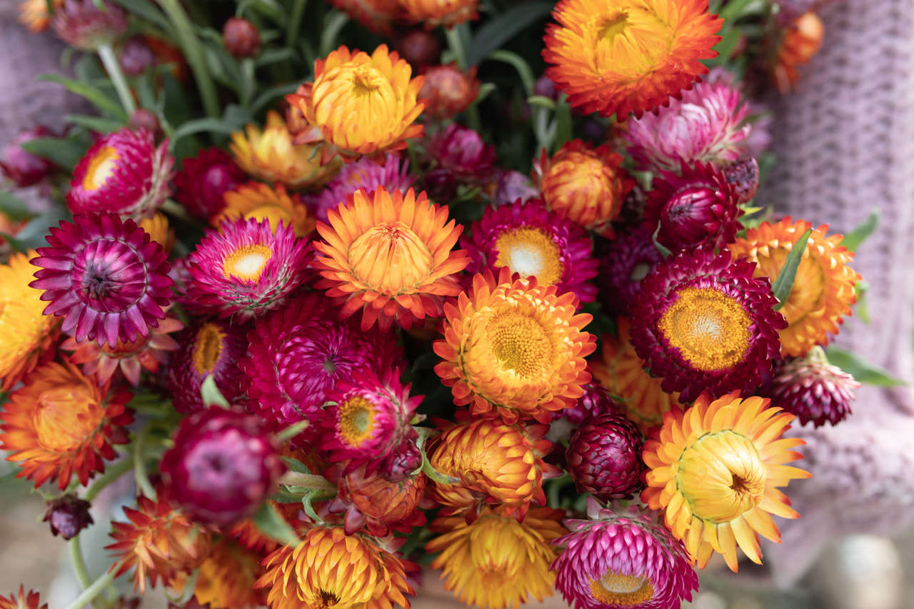 Olkikukka Grapes & Orange Mix, Loukykvět