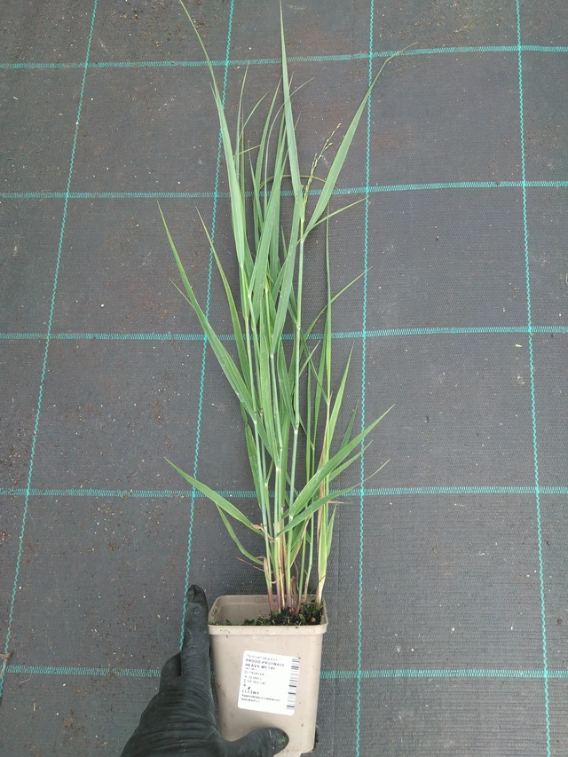 Virginianhirssi Heavy Metal - 10. 7. 2025