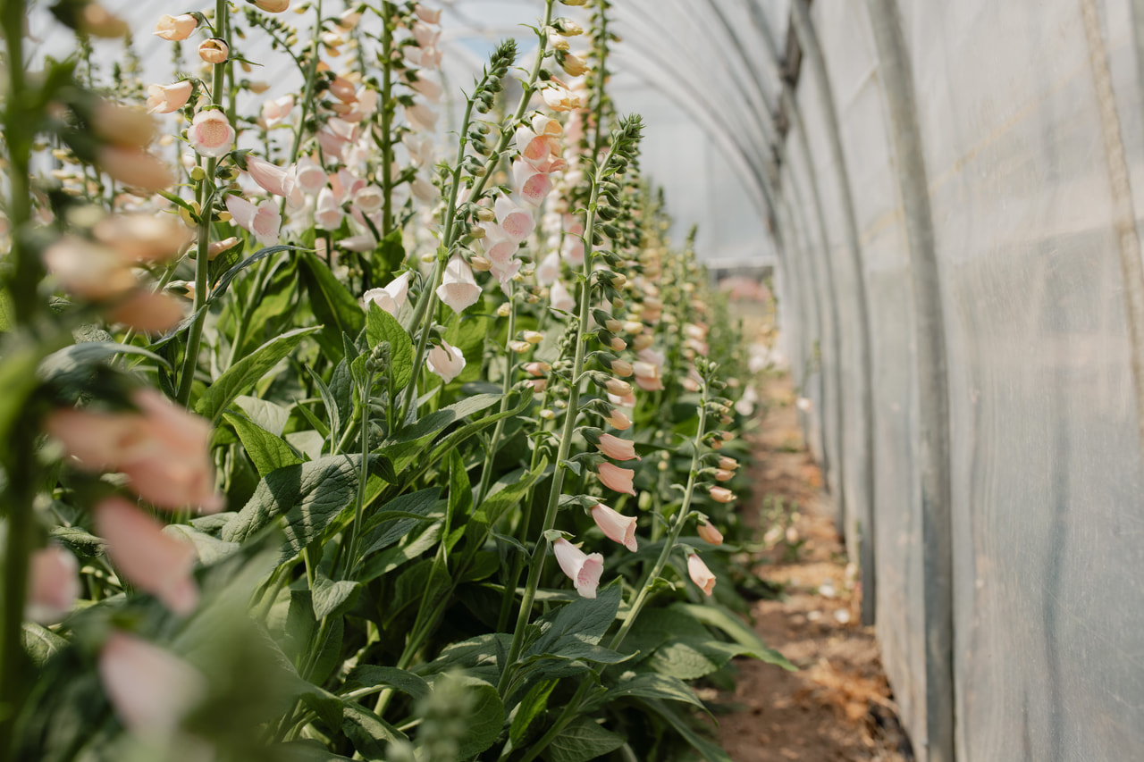 Foxglove Sutton’s Apricot, Loukykvět