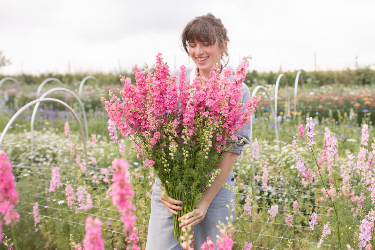 Larkspur QIS Rose, Loukykvět