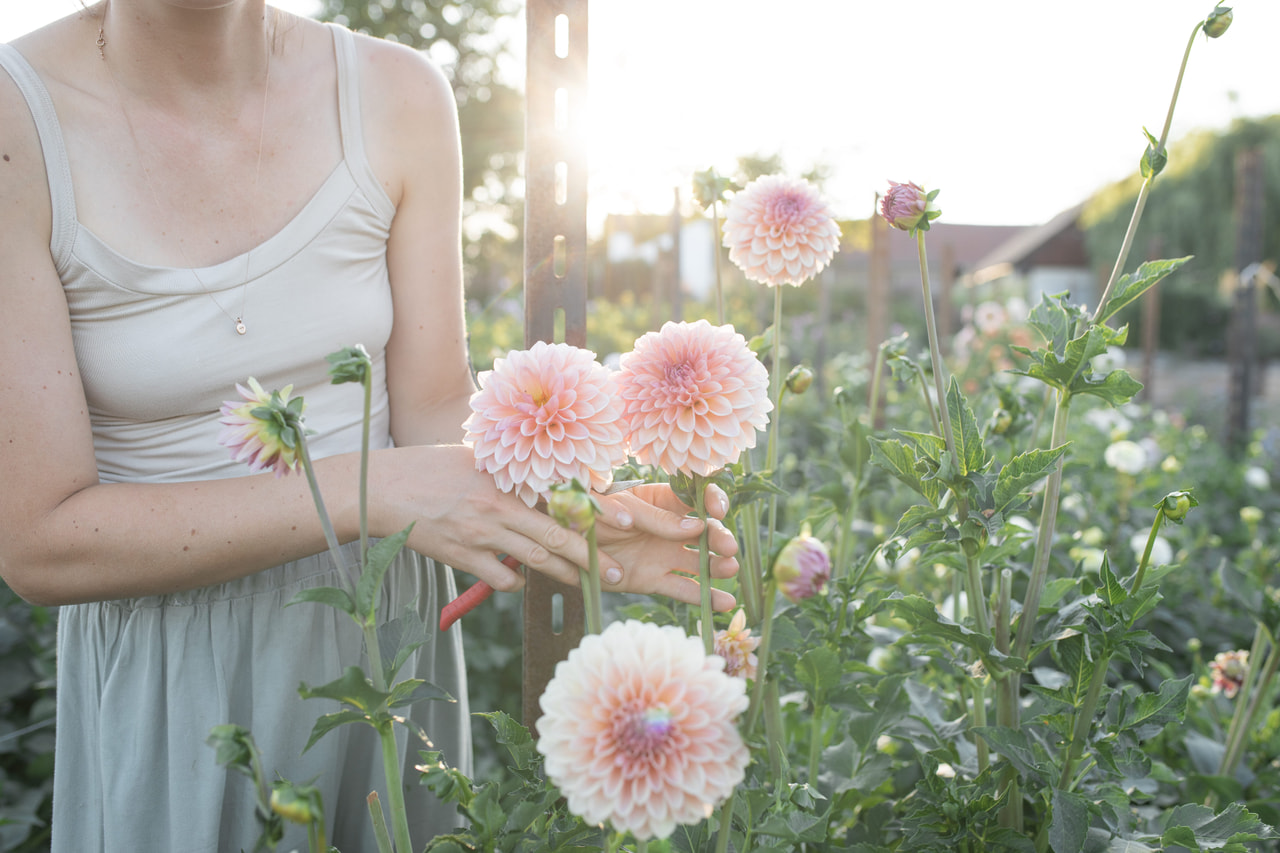 Daalia Beauty Queen, Loukykvět