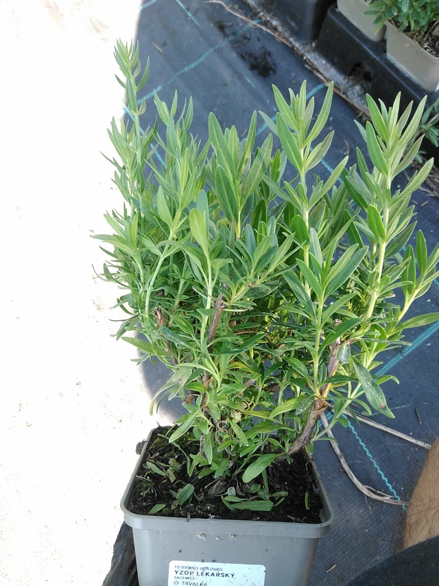 Hisopo - 19. 8. 2025